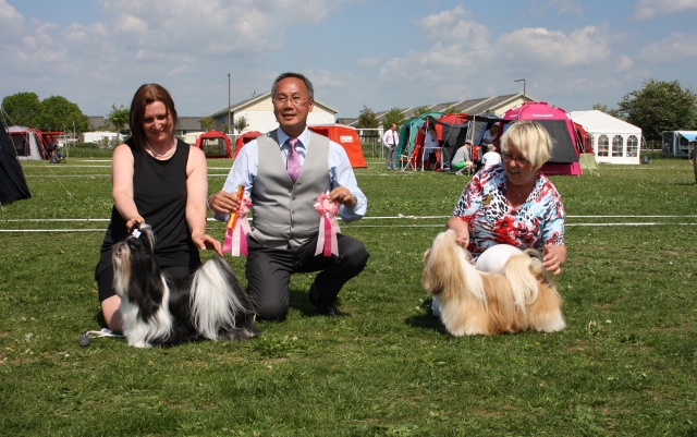 Shih Tzu Danmark